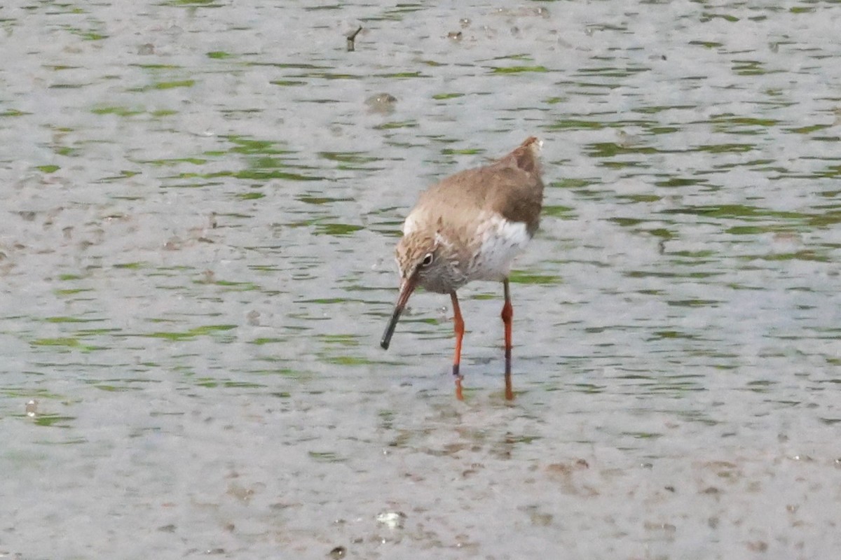 Common Redshank - ML617865924