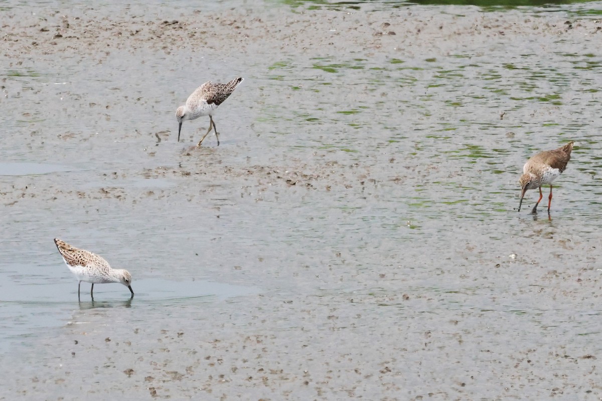 Common Redshank - ML617865925