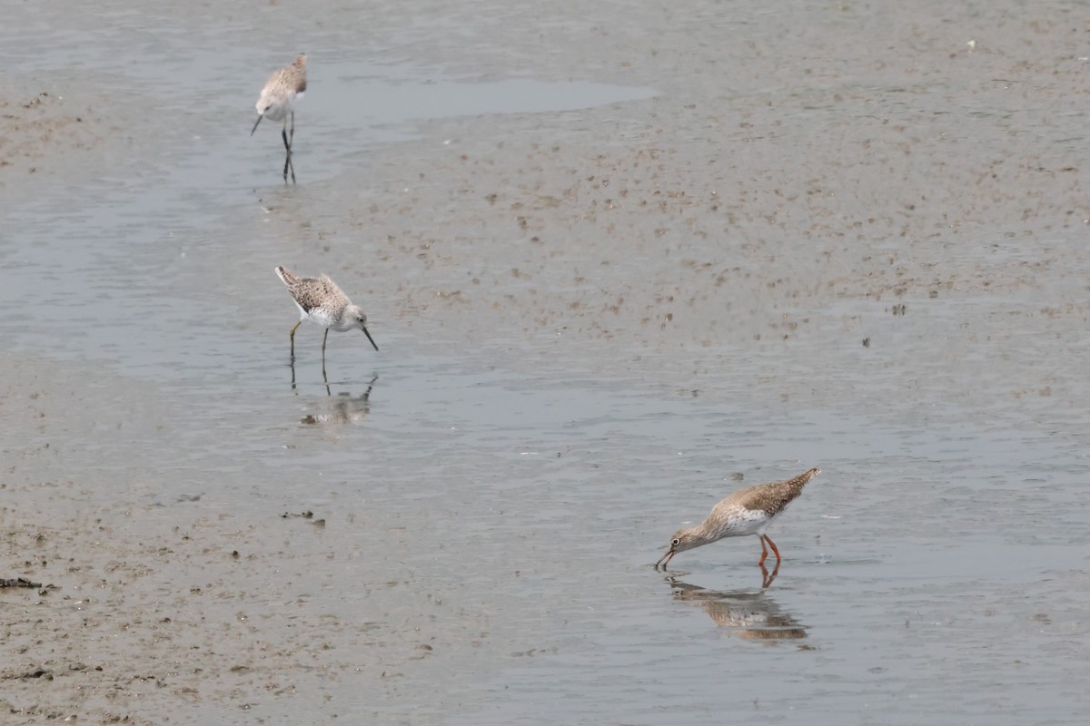 Common Redshank - ML617865926