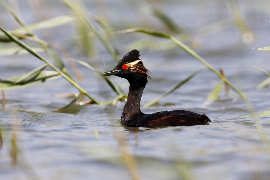 Eared Grebe - ML617865934