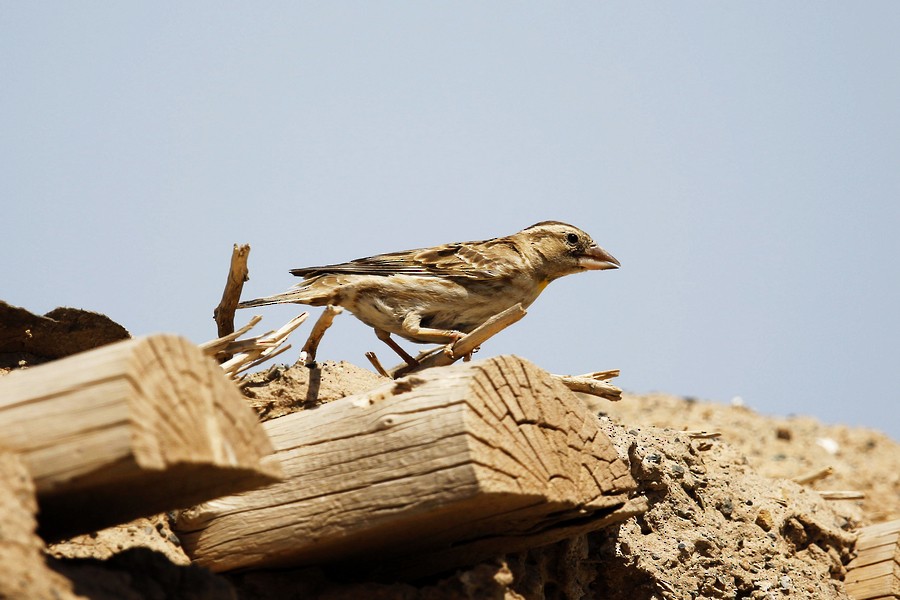 Rock Sparrow - 独行虾 Bird.soong