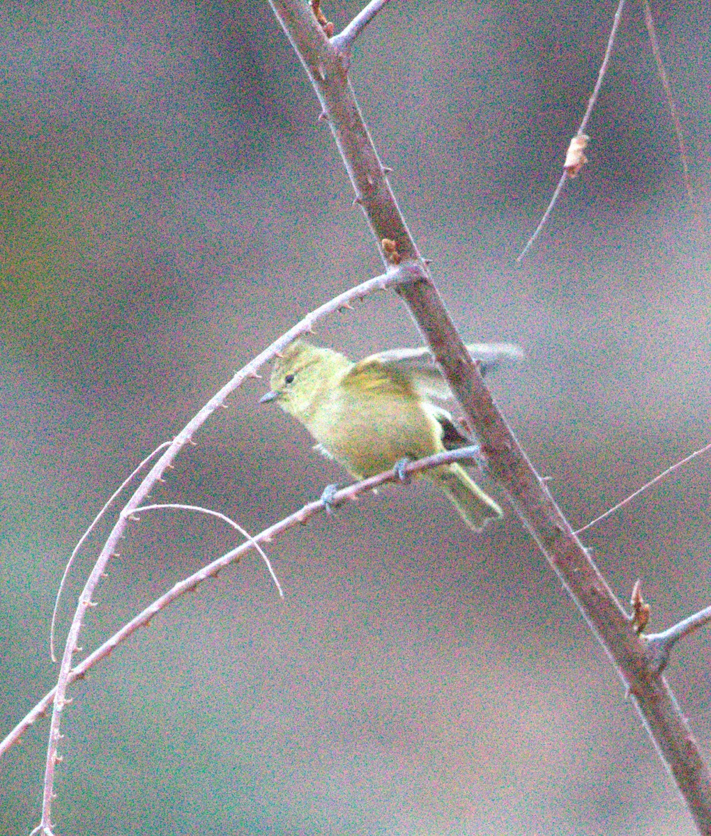 Yellow-browed Tit - ML617865939