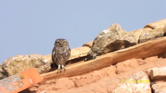 Little Owl - ML617865943