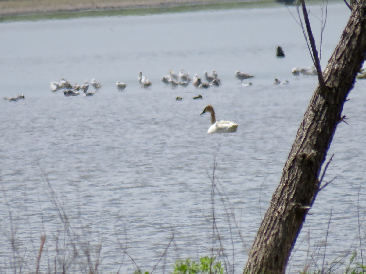 Trumpeter Swan - ML617865955