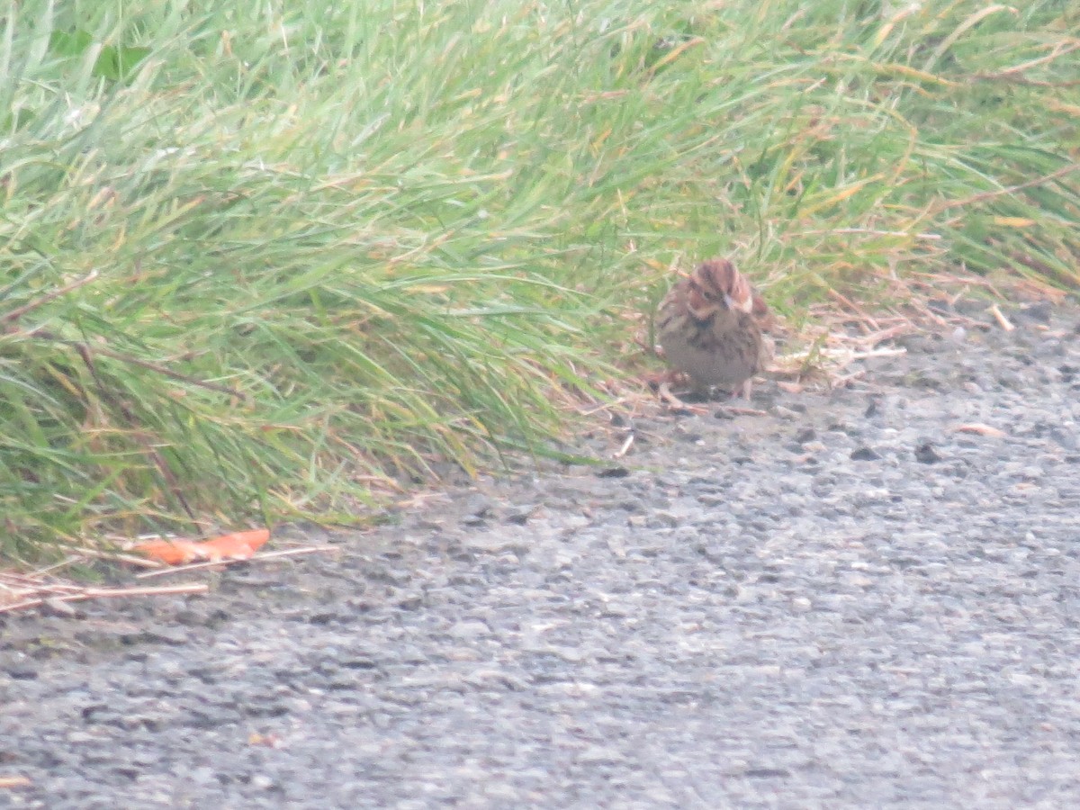 Little Bunting - ML617865970