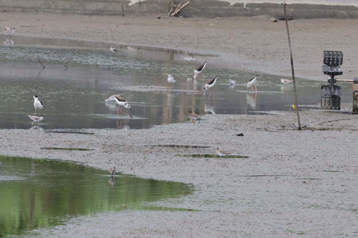 Common Redshank - ML617865981