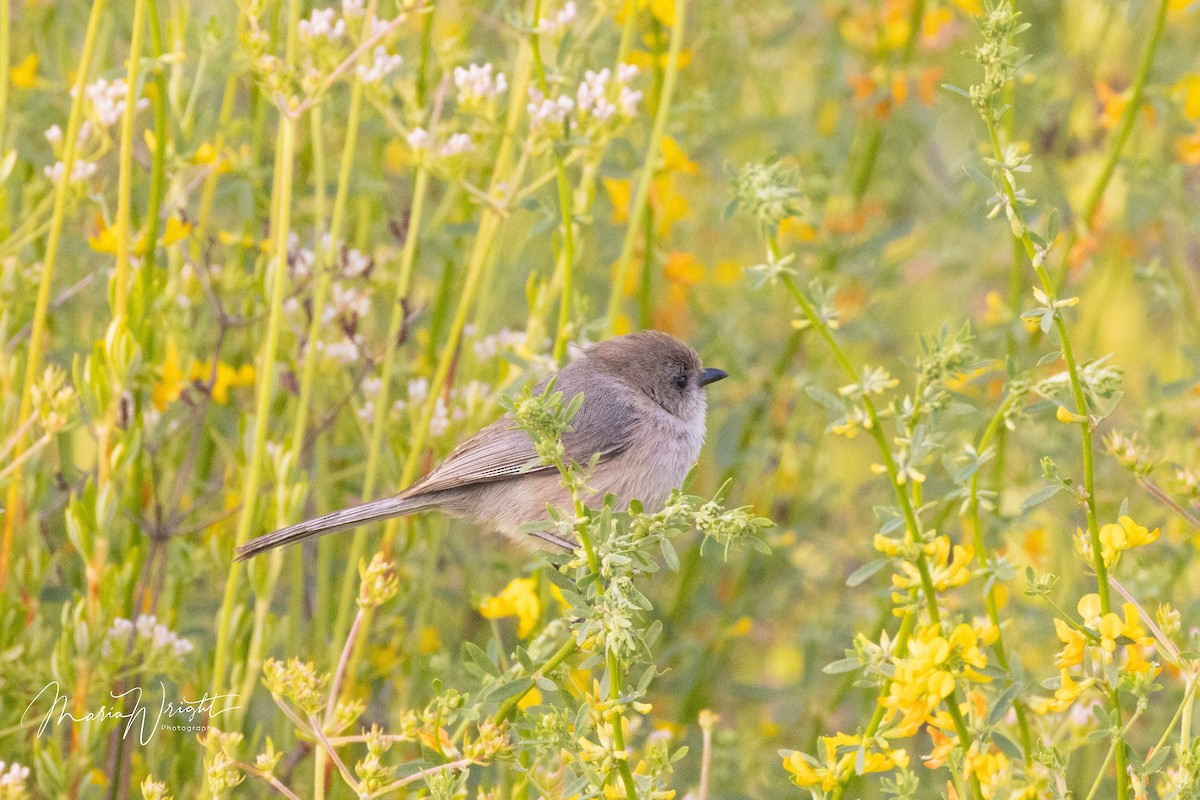 Bushtit - ML617865982