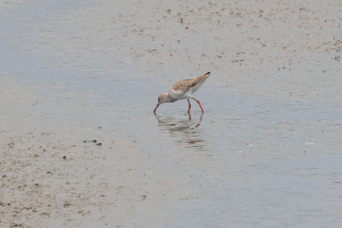 Common Redshank - ML617865993