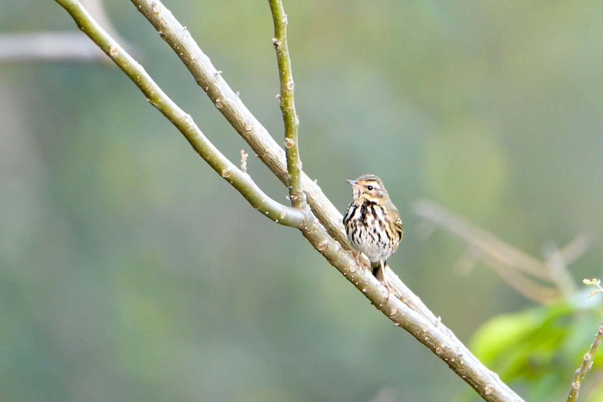 Olive-backed Pipit - Salem Ornithological Records