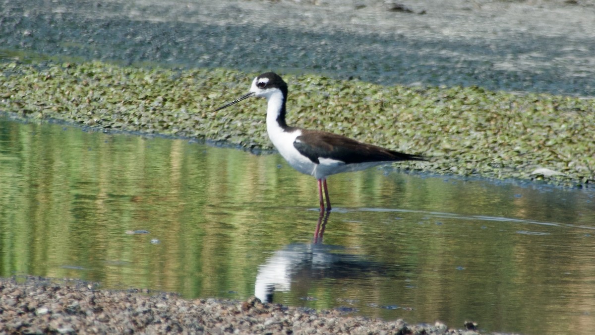 Schwarznacken-Stelzenläufer - ML617866058