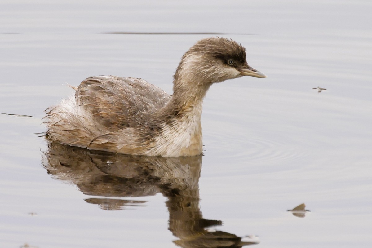 Hoary-headed Grebe - ML617866068