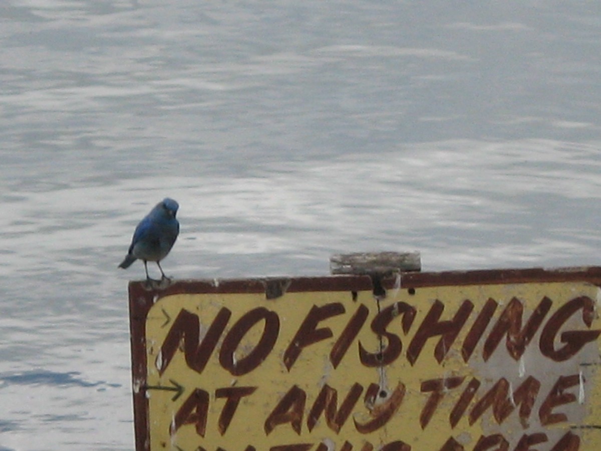 Mountain Bluebird - ML617866107