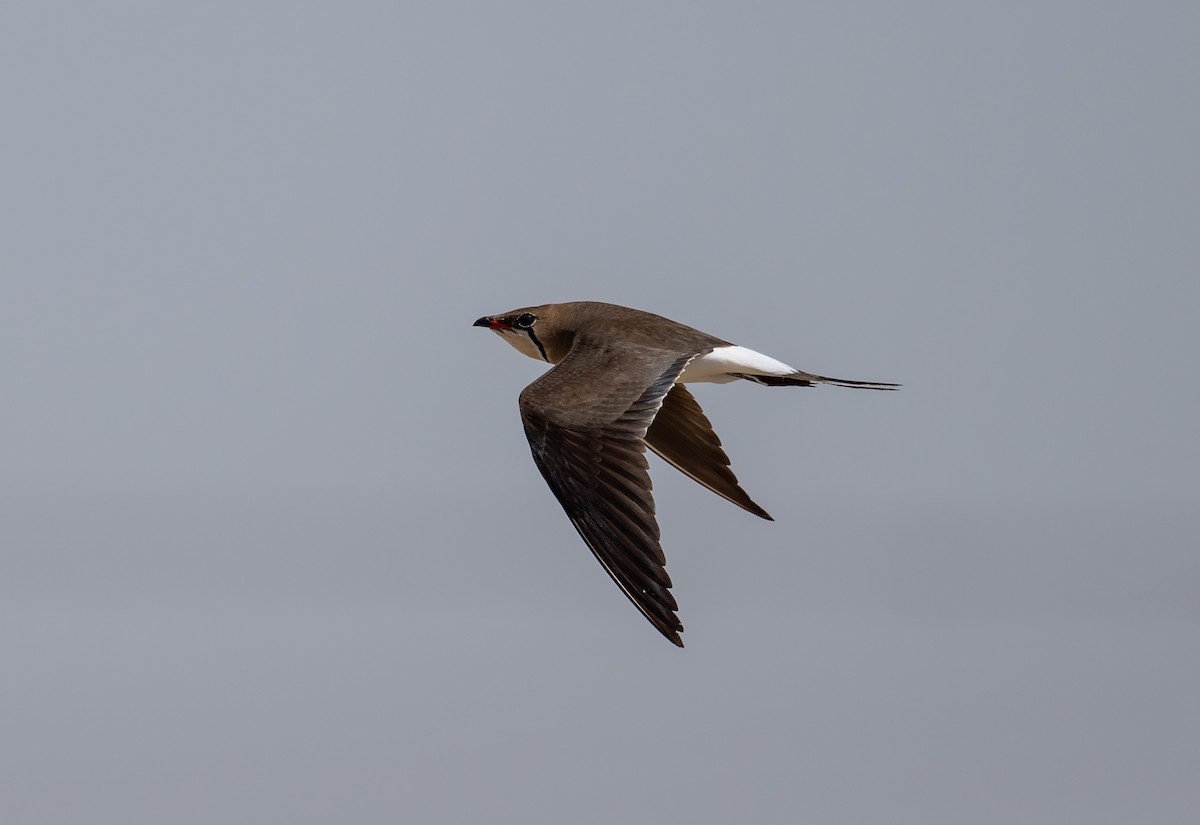 Collared Pratincole - Mohamed  Almazrouei