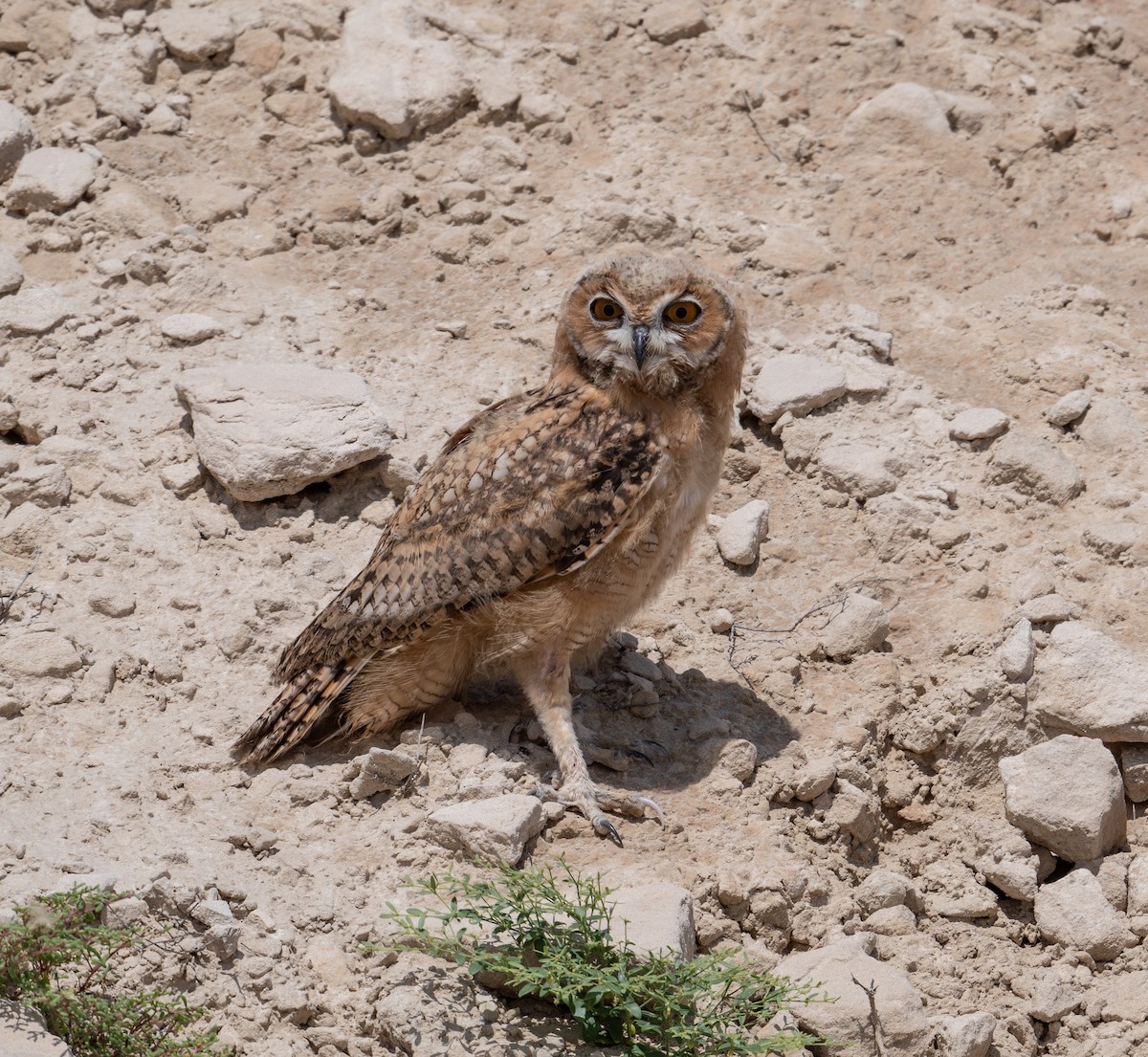 Pharaoh Eagle-Owl - Mohamed  Almazrouei