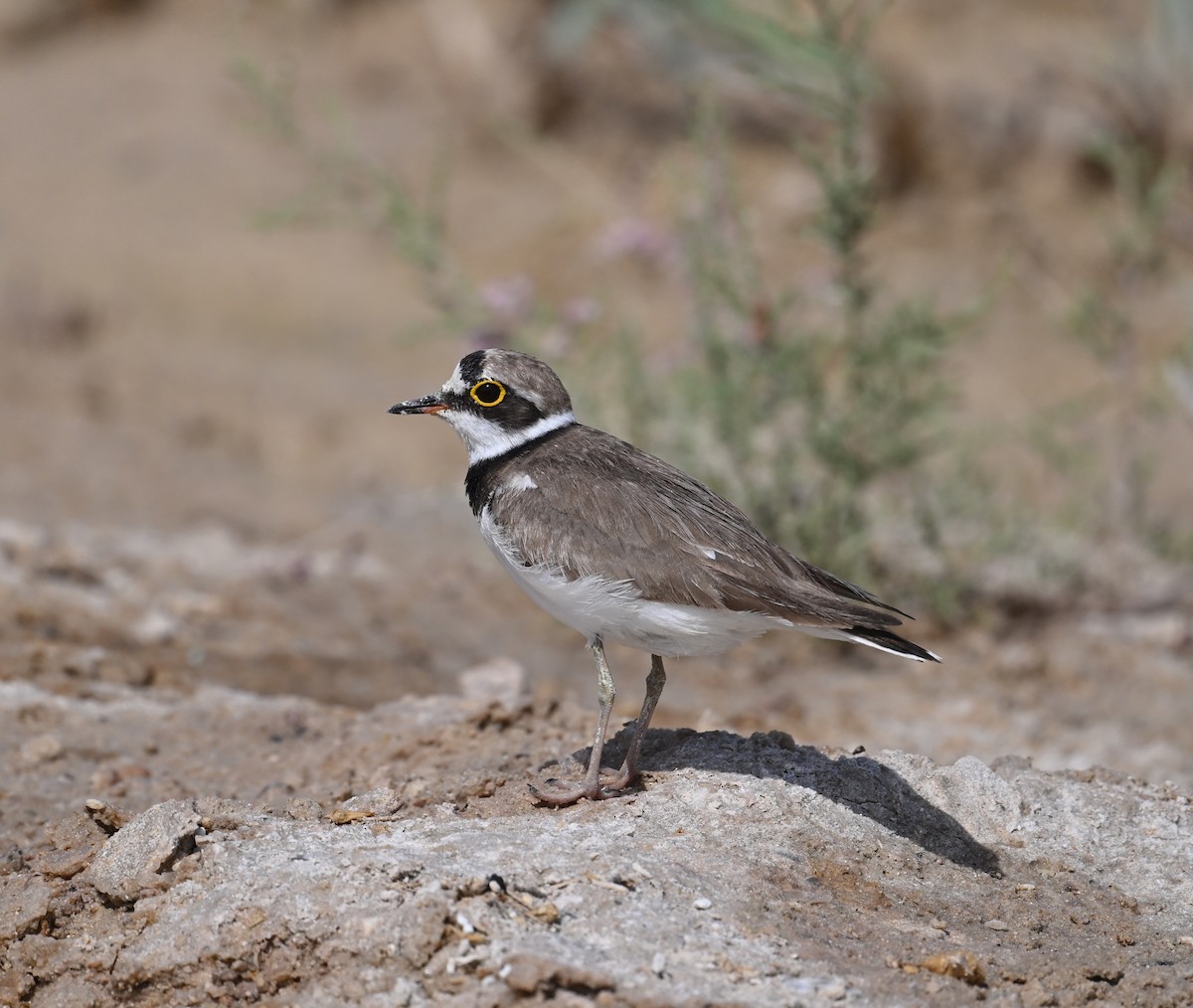 Little Ringed Plover - Mohamed  Almazrouei