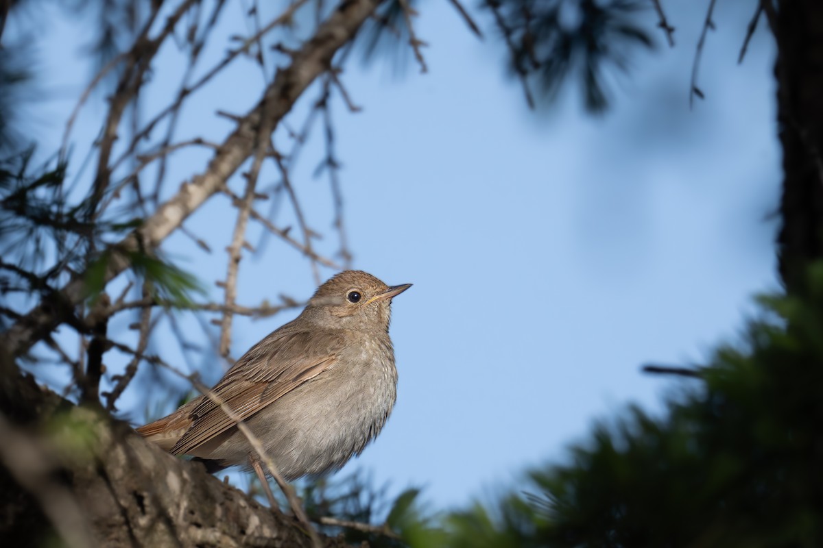 Thrush Nightingale - Uriel Levy