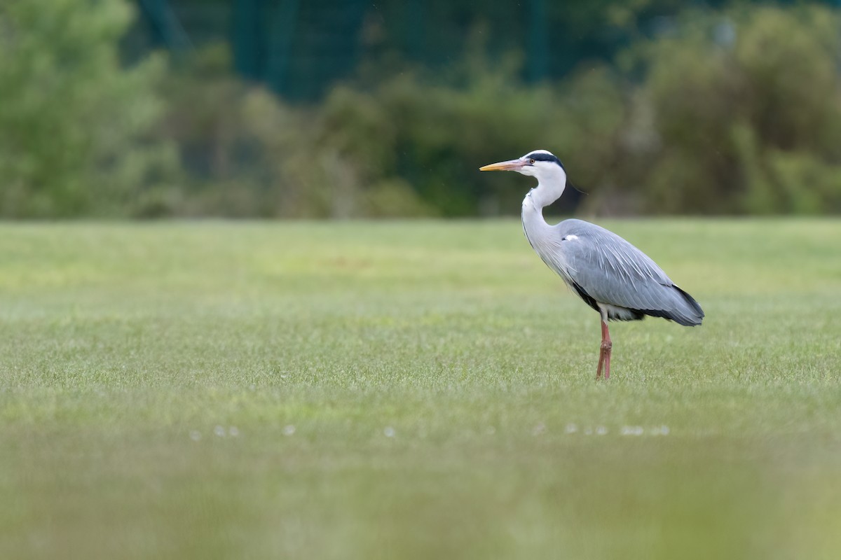 Gray Heron - ML617866165