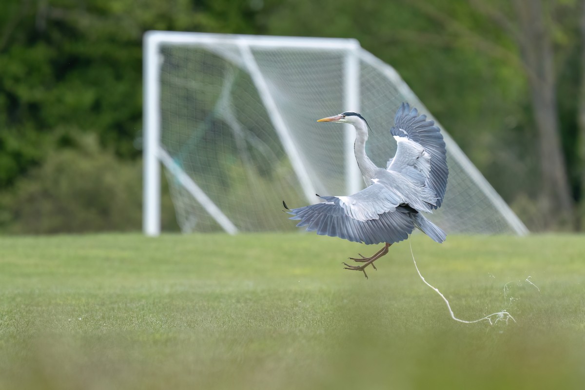 Gray Heron - ML617866169