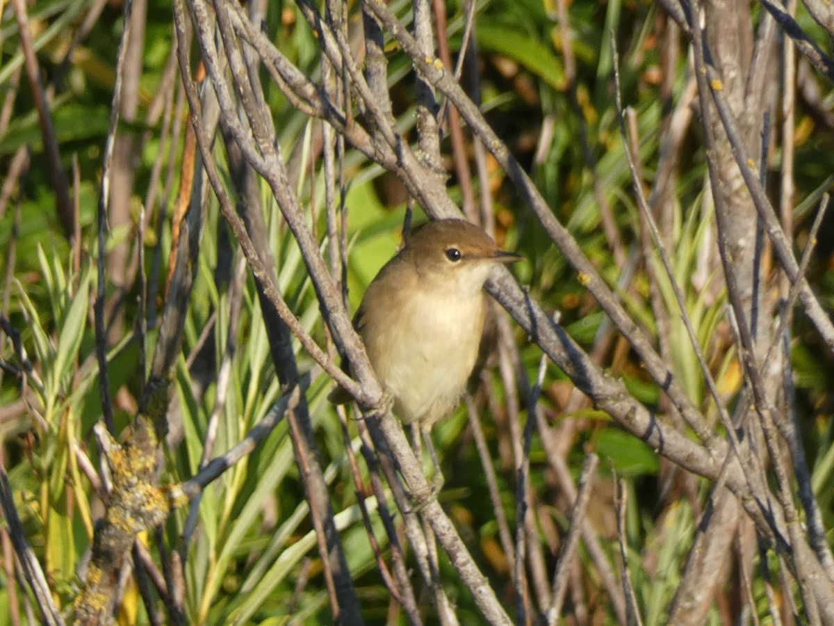 Common Reed Warbler - ML617866191