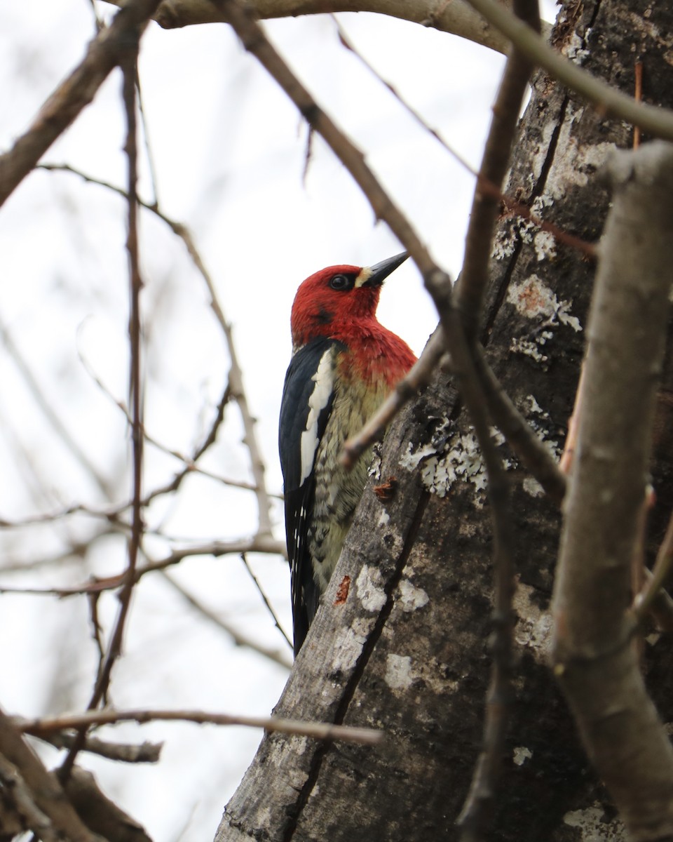 Red-breasted Sapsucker - ML617866211