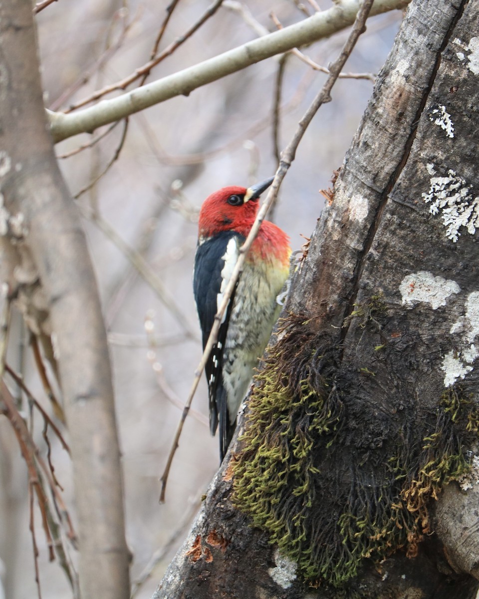 Red-breasted Sapsucker - ML617866213