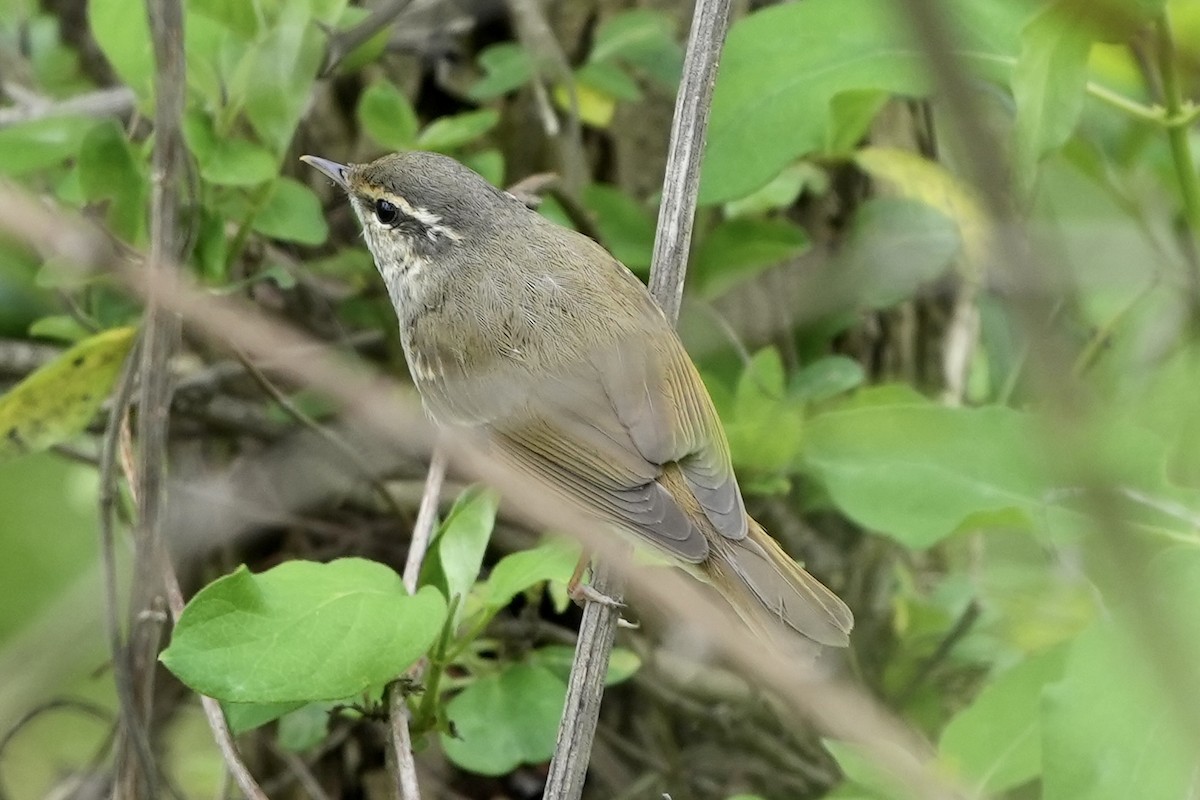 Sakhalin Leaf Warbler - ML617866267