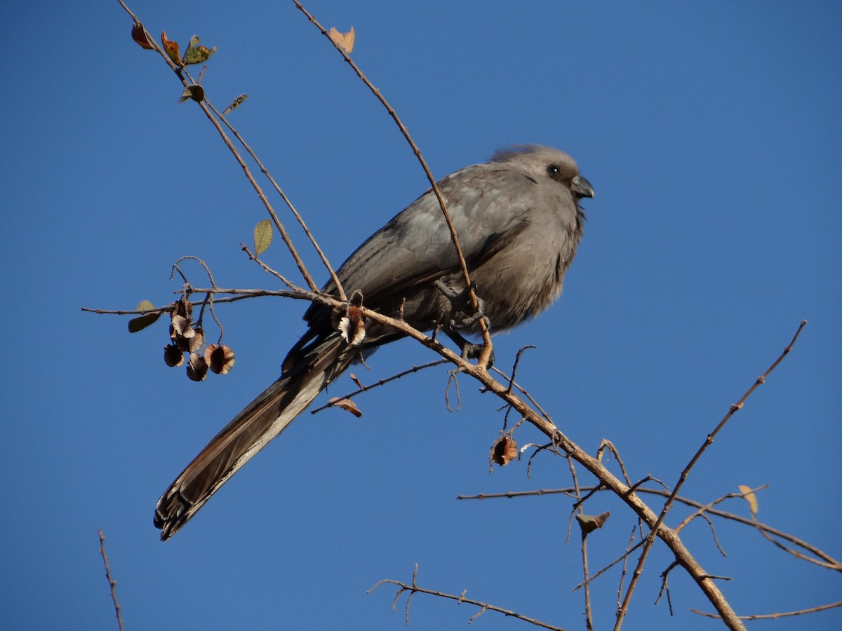 Gray Go-away-bird - ML617866282