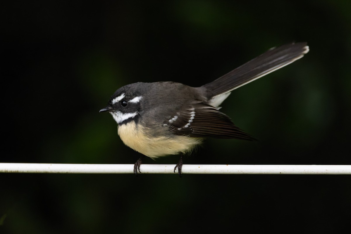 Gray Fantail (alisteri) - Steve Popple