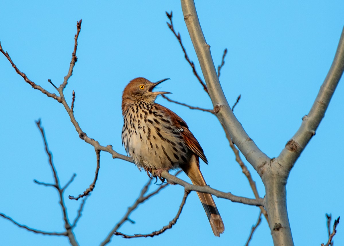 Brown Thrasher - ML617866301