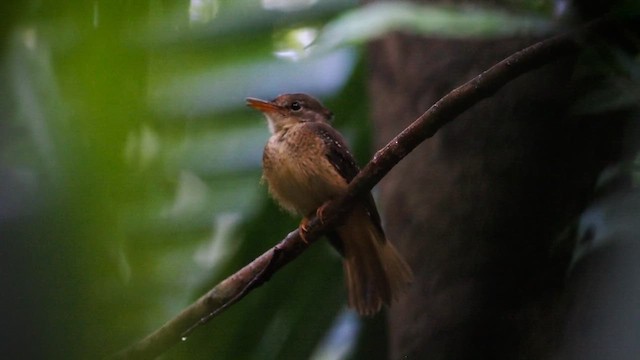 Tropical Royal Flycatcher (Amazonian) - ML617866319