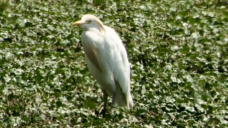 Western Cattle Egret - ML617866355