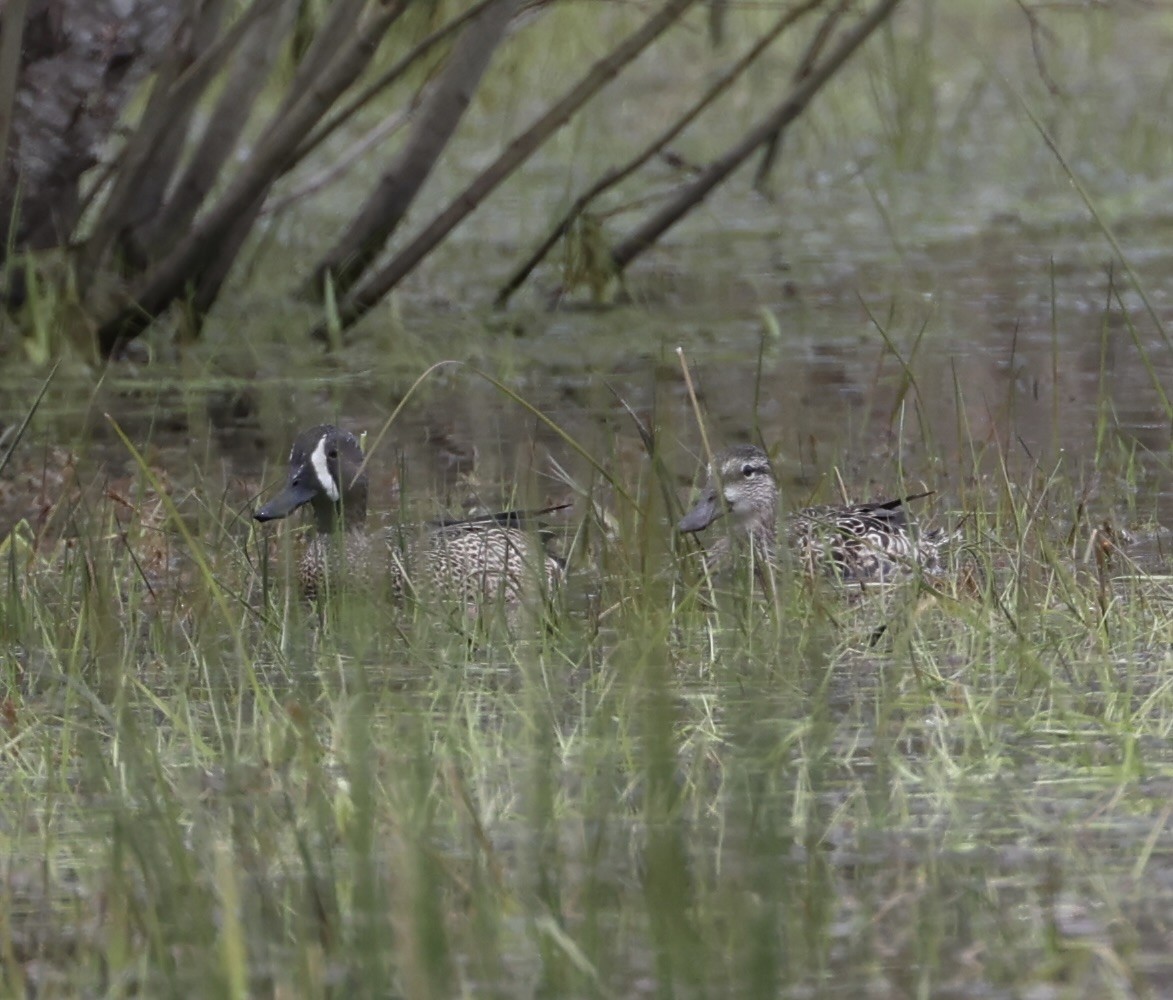 Blue-winged Teal - ML617866378