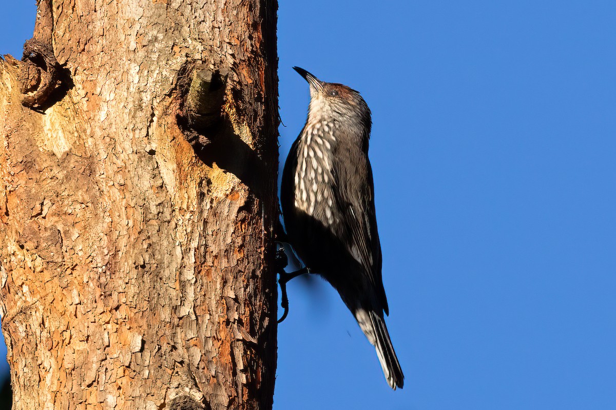 Red-browed Treecreeper - Nige Hartley