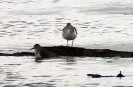 Common Sandpiper - ML617866384