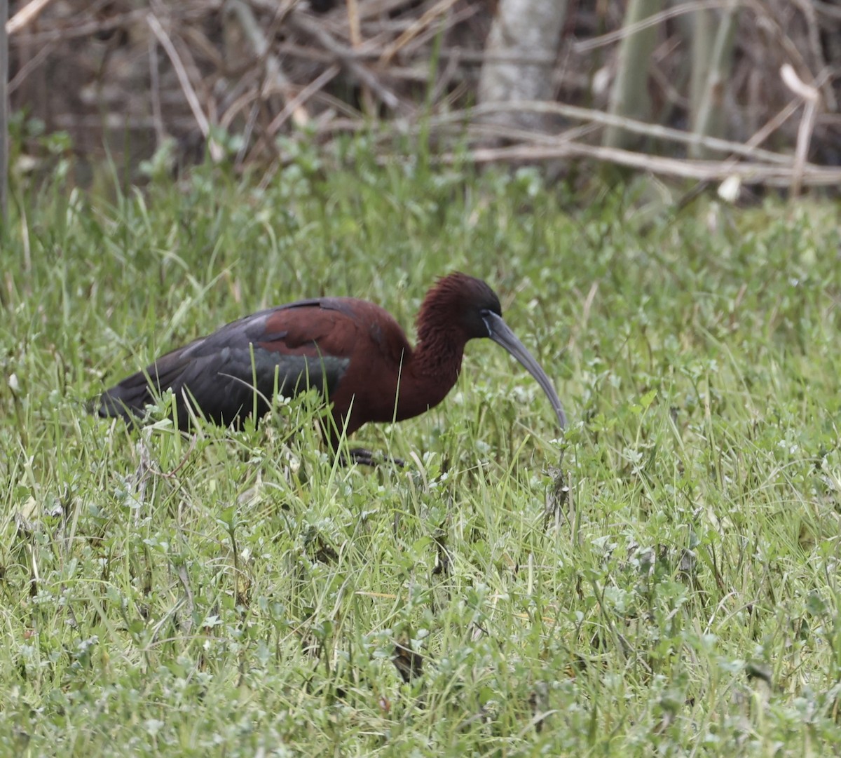ibis hnědý - ML617866389