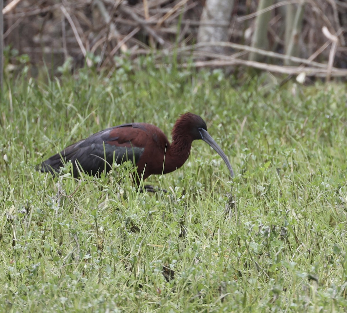 Glossy Ibis - ML617866389