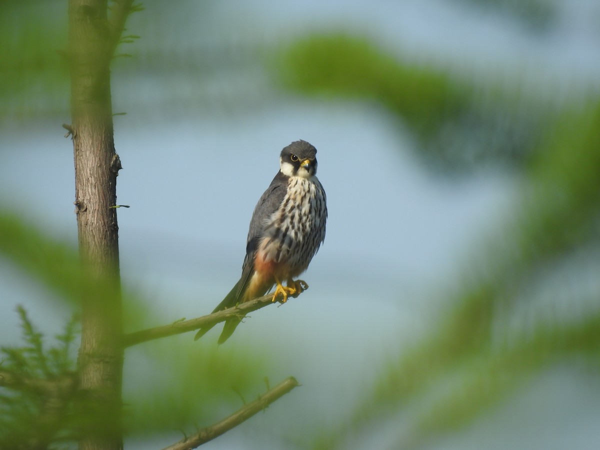 Eurasian Hobby - ML617866463