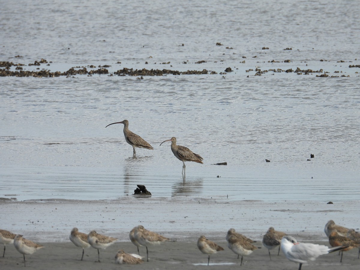 Far Eastern Curlew - Andrew Guy