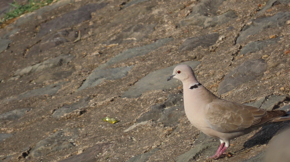 Eurasian Collared-Dove - ML617866515