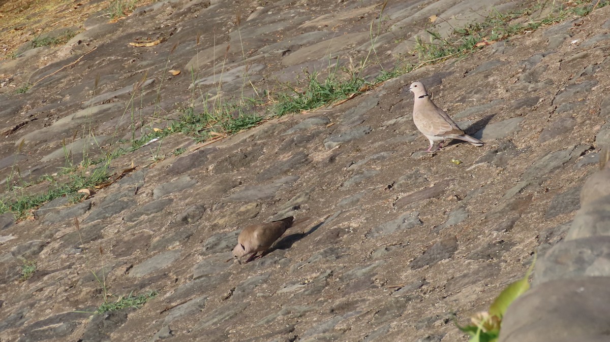 Eurasian Collared-Dove - ML617866517