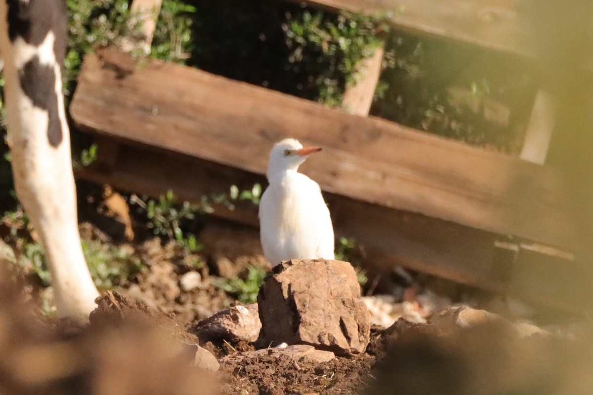 Western Cattle Egret - ML617866518