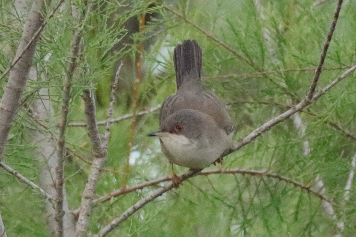 Sardinian Warbler - ML617866529