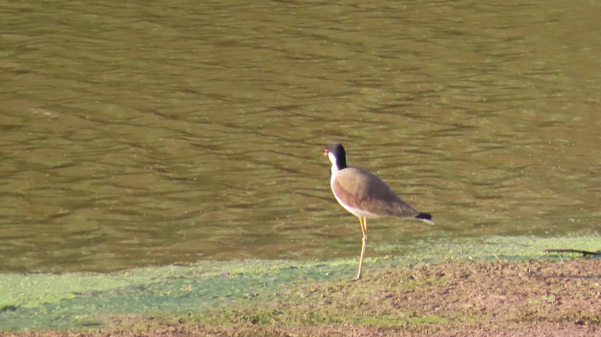 Red-wattled Lapwing - ML617866540