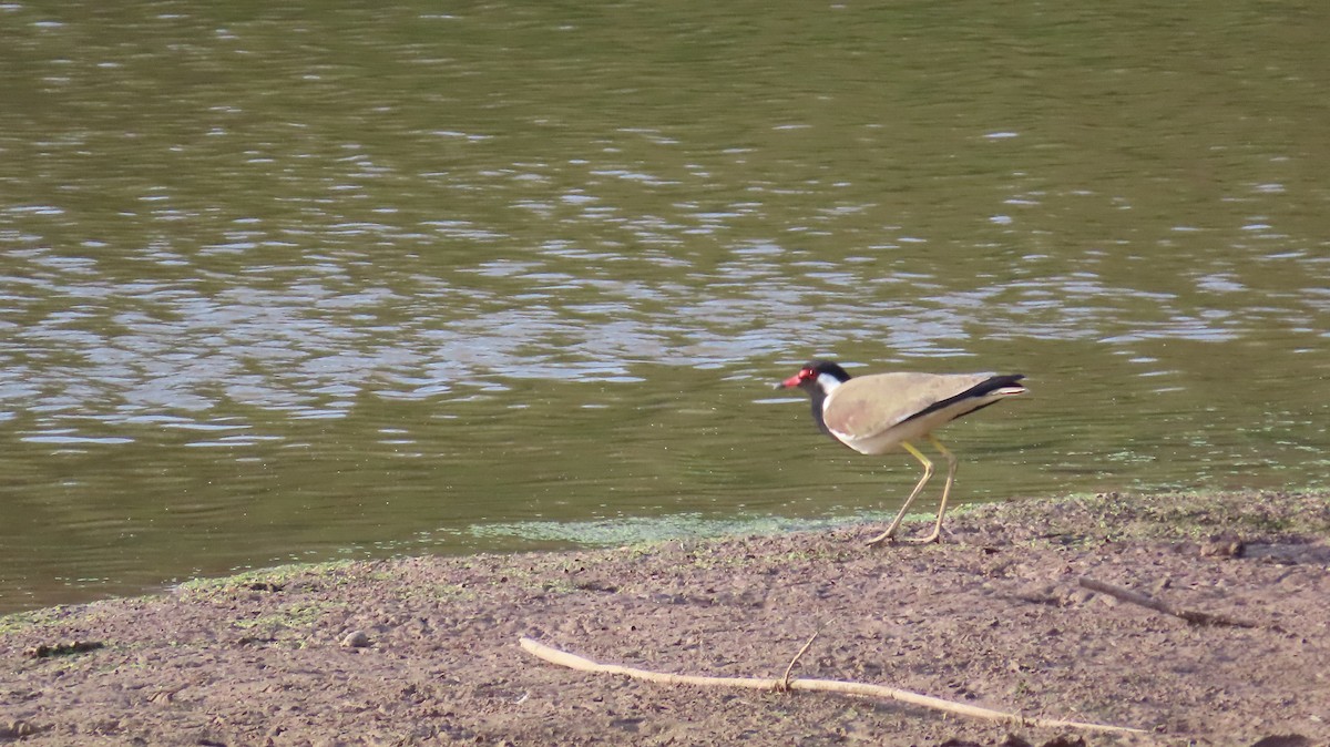 Red-wattled Lapwing - Sunita Dighe