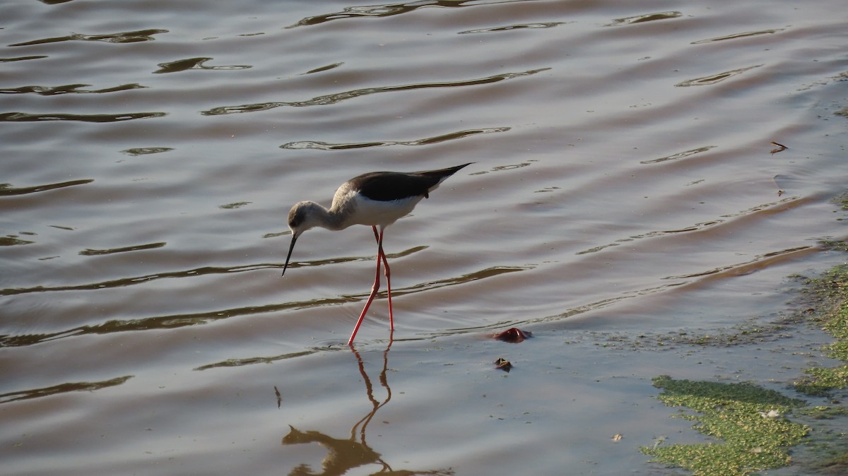 Black-winged Stilt - ML617866550