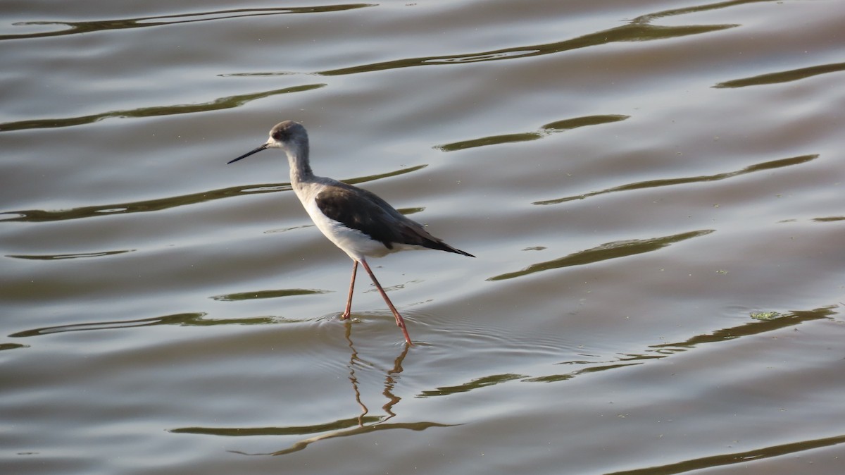 Black-winged Stilt - ML617866551