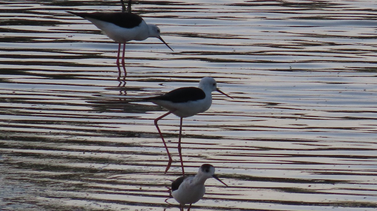 Black-winged Stilt - ML617866552