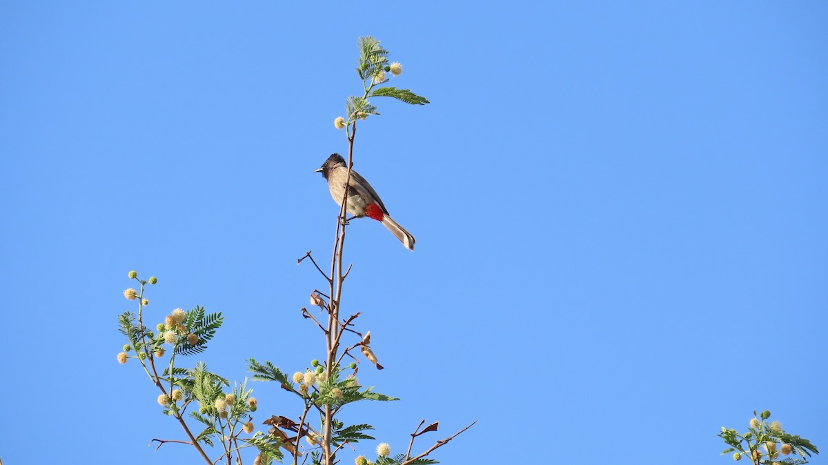 Red-vented Bulbul - ML617866561