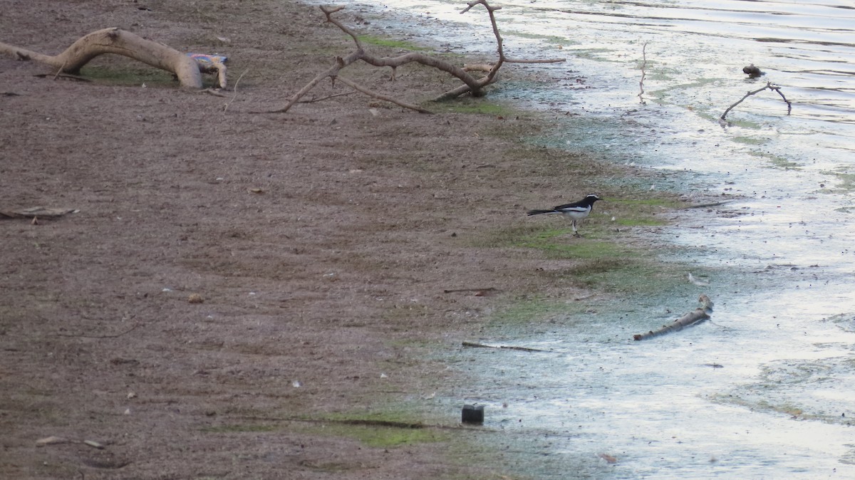 White-browed Wagtail - ML617866565