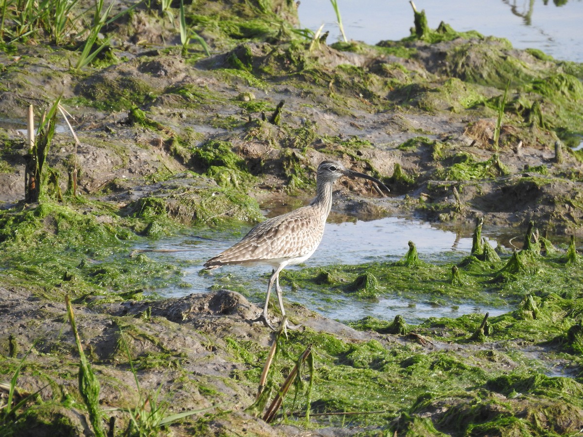 Whimbrel - Wenyi Zhou